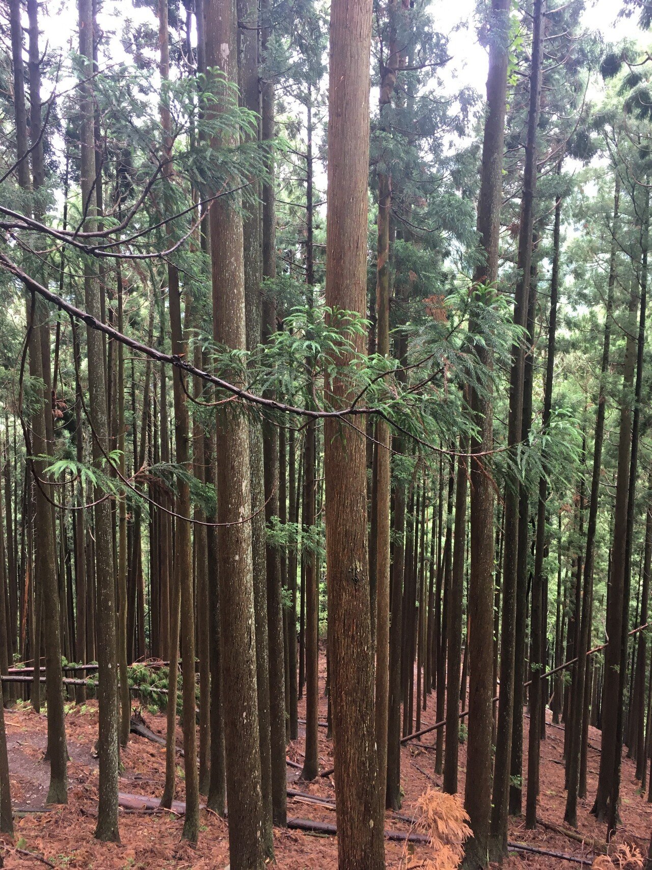 東北フォレストジャーニー その3 巨木の神殿に分け入る・秋田杉天然林