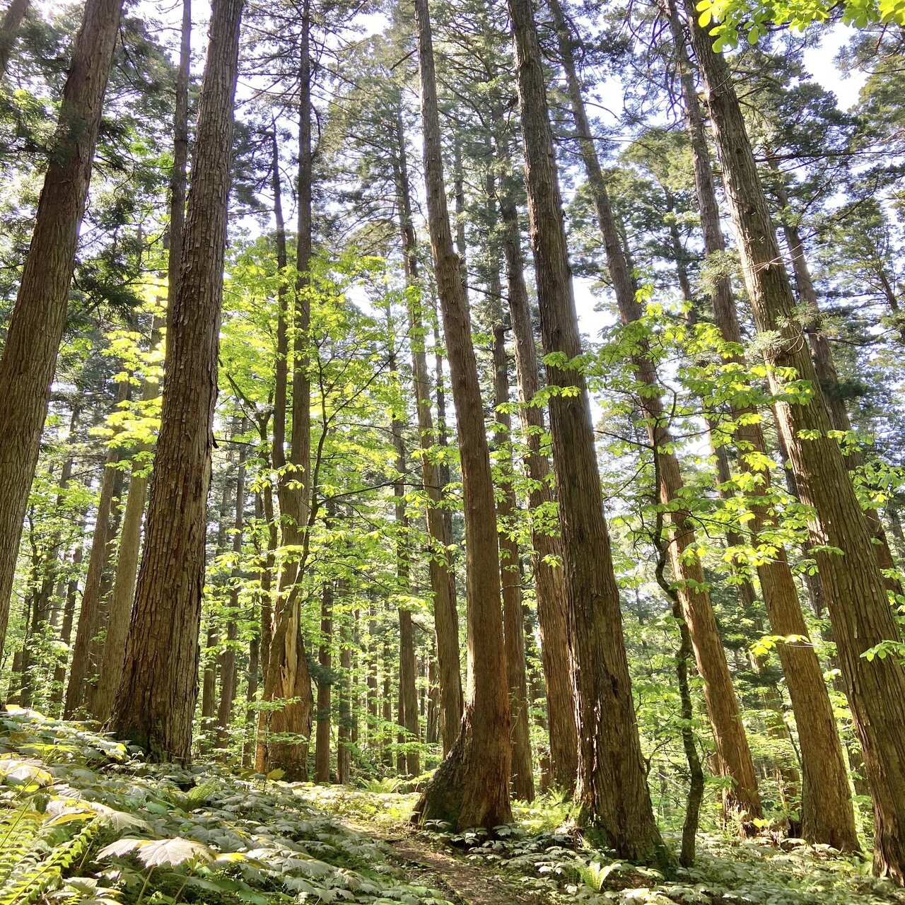 東北フォレストジャーニー その3 巨木の神殿に分け入る・秋田杉天然林