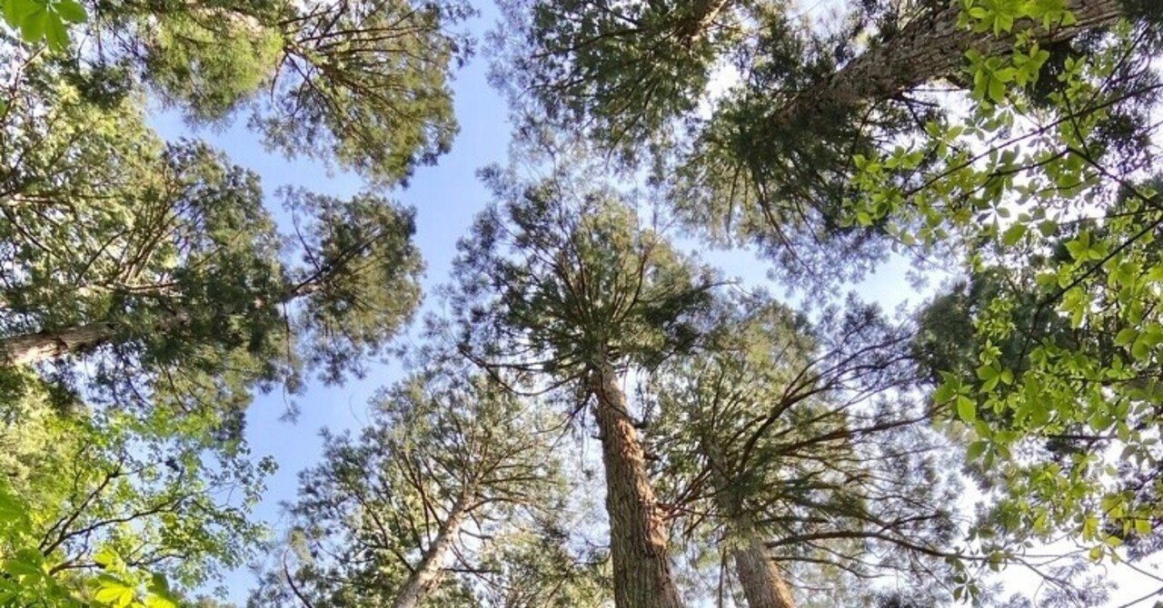 東北フォレストジャーニー その3 巨木の神殿に分け入る・秋田杉天然林