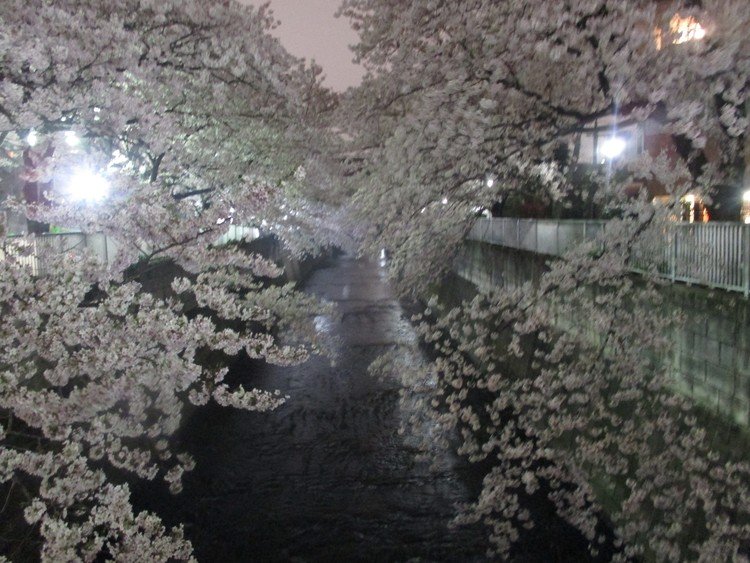 夜桜満開