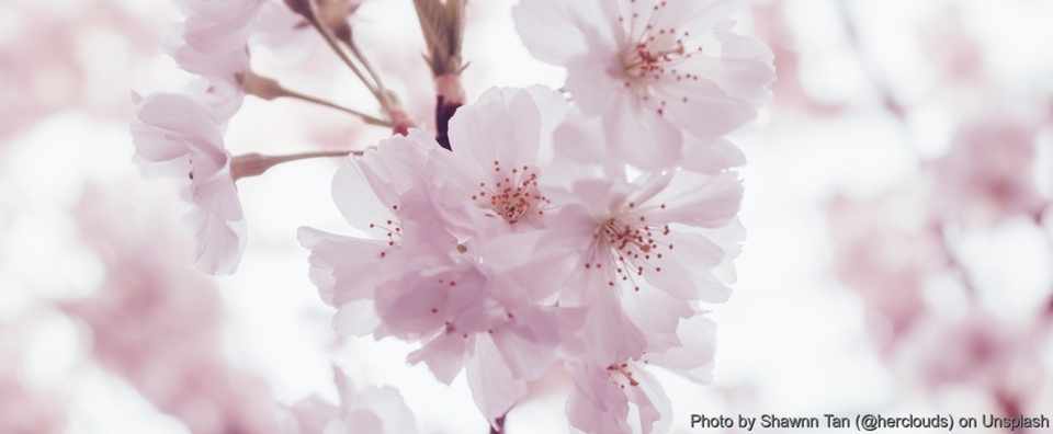 久方のひかりのどけき春の日にしづ心なく花のちるらむ 結城浩