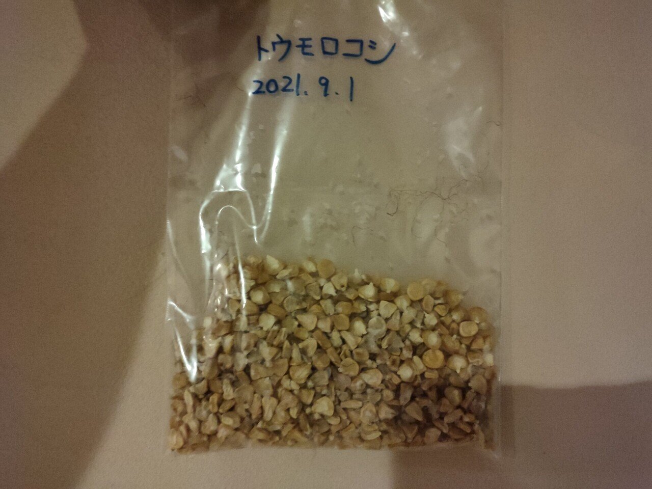 トウモロコシ モチットコーン 固定種 21 9 1更新 ひろせ しゅんじ のんびり農園 Note