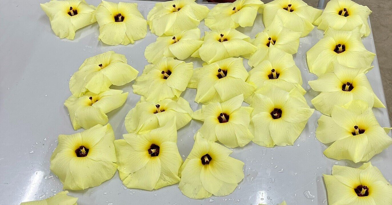 花オクラって Npo法人みのり 領家グリーンゲイブルズ Note 花オクラって Npo法人みのり 領家グリーンゲイブルズ Note