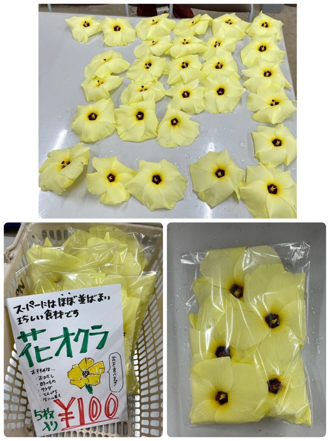 花オクラって Npo法人みのり 領家グリーンゲイブルズ Note 花オクラって Npo法人みのり 領家グリーンゲイブルズ Note