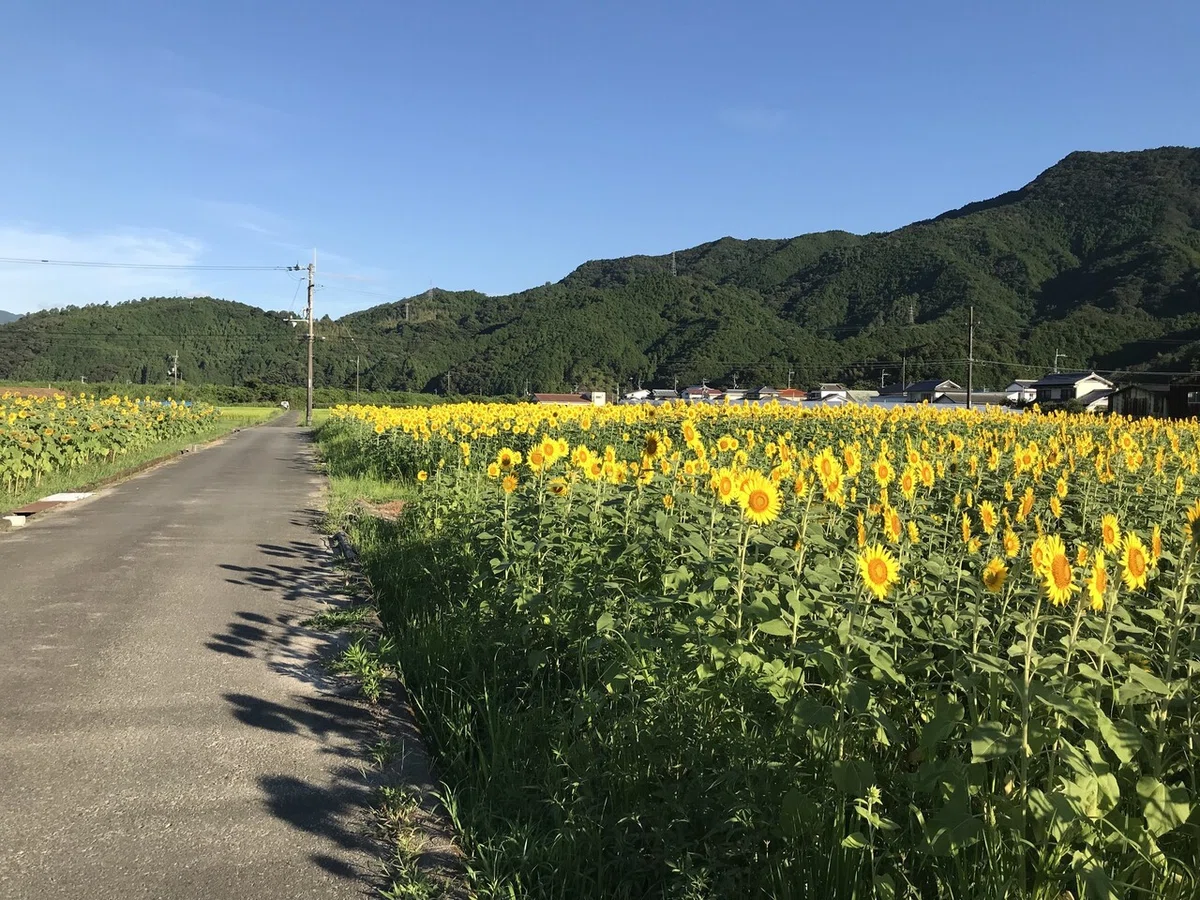 画像14