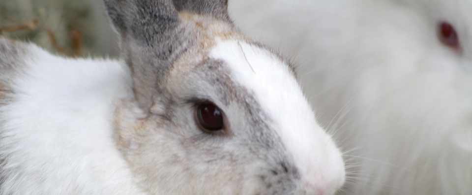 耳の長いうさぎと耳の短いうさぎ 竹鼻良文 クレイジータンク代表 Note