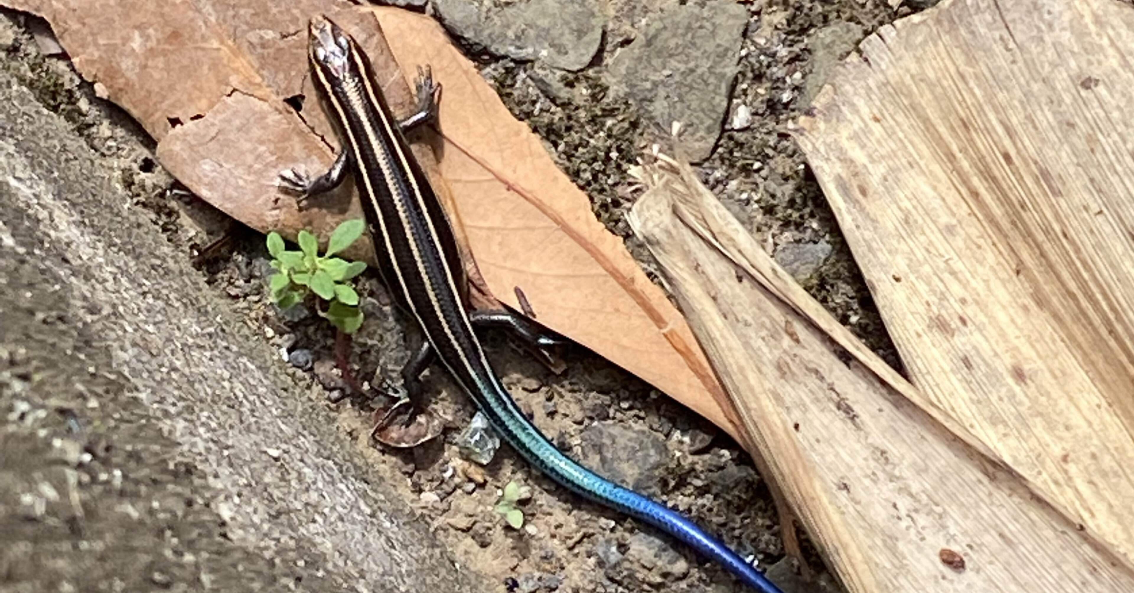 トカゲをみかけた。｜のののすけ