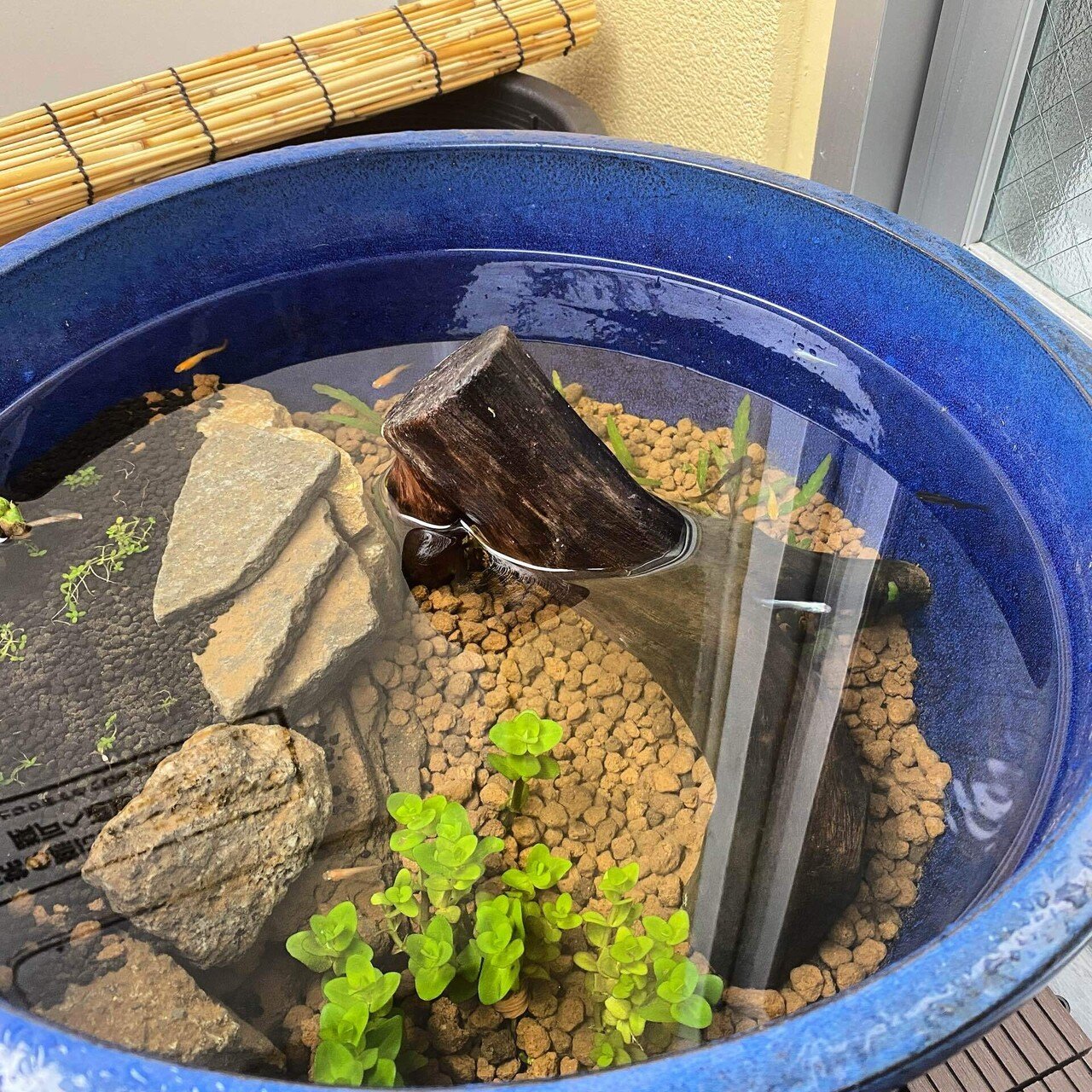 屋外ビオトープでの緑の絨毯に挑戦 かなかな Note 屋外ビオトープでの緑の絨毯に挑戦 かなかな Note