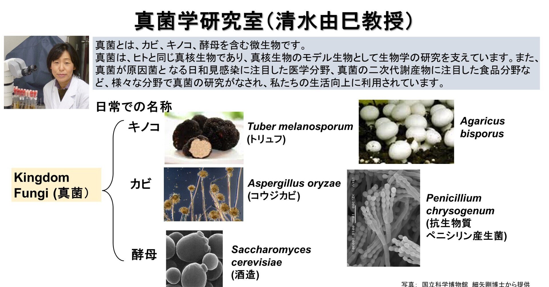 日本産ウドンコ菌科の分類学的研究 - 株式会社 養賢堂