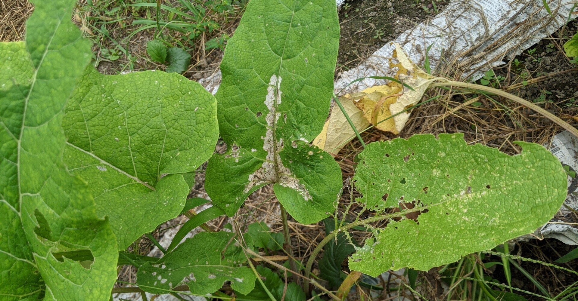 虫に食われまくっているゴボウの葉っぱ 農薬を使わず育てると どうなるのか サツマイモの試し掘り等々 三原市地域おこし協力隊 真野郁子 Note