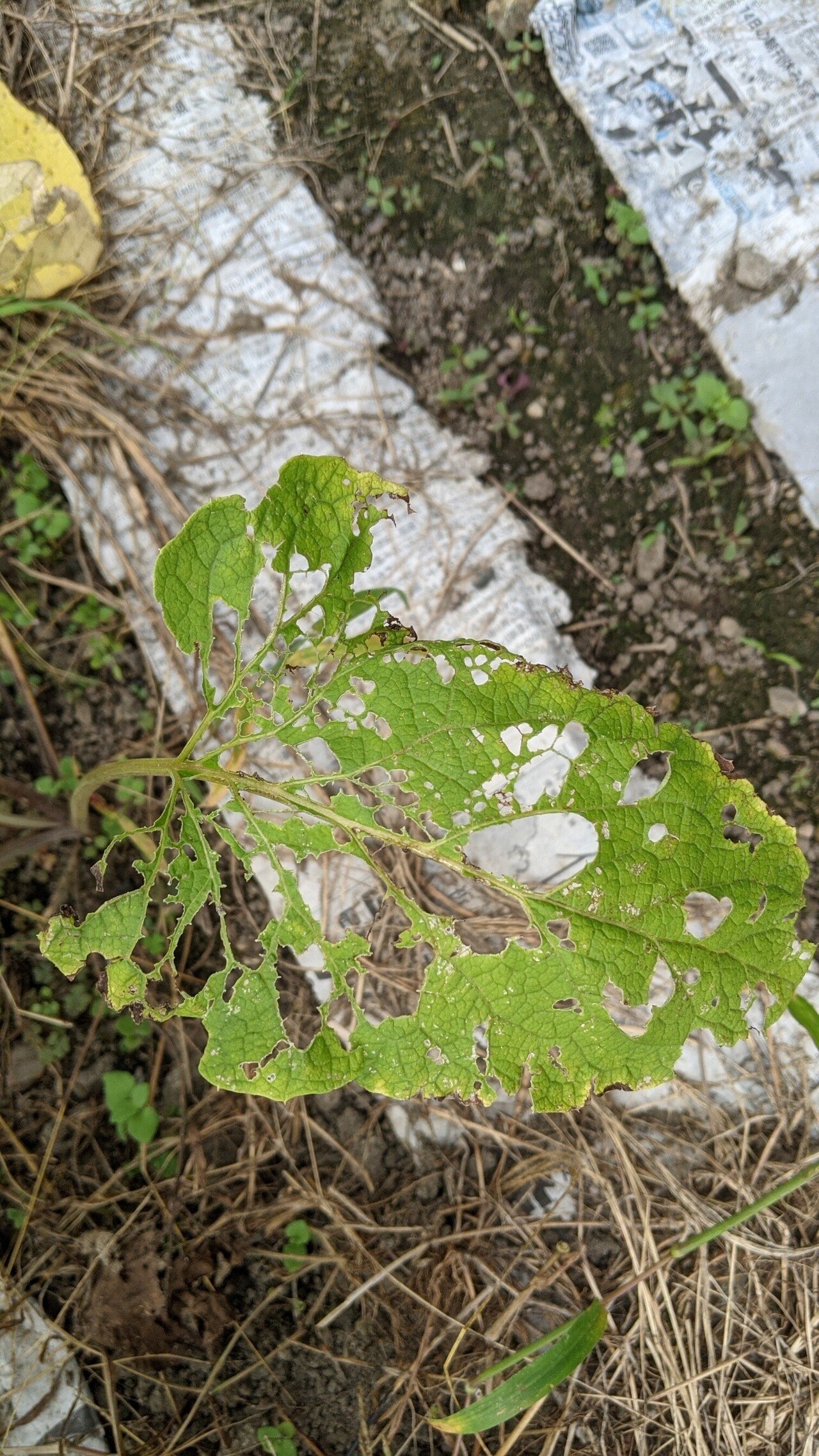 虫に食われまくっているゴボウの葉っぱ 農薬を使わず育てると どうなるのか サツマイモの試し掘り等々 三原市地域おこし協力隊 真野郁子 Note