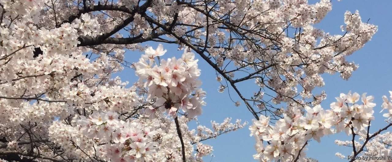 ことならば咲かずやはあらぬ桜花見る我さへにしづ心なし 結城浩