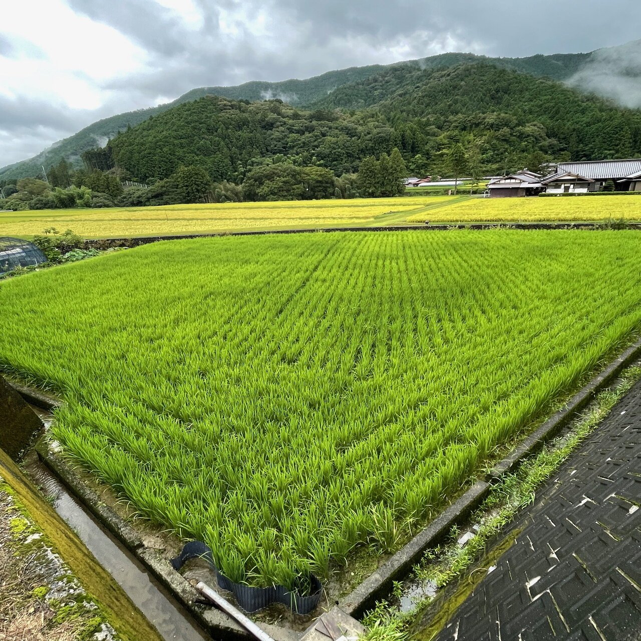 田んぼ、はじめました。｜ほそばん -細羽雅之-