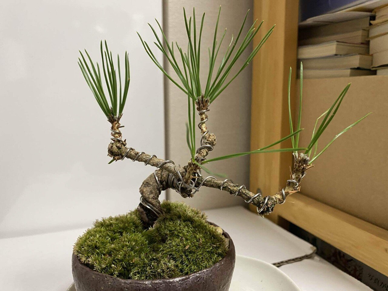 蘇鉄盆栽 松肌 ソテツ盆栽