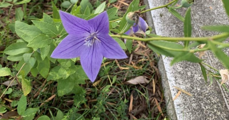 紫花(桔梗)