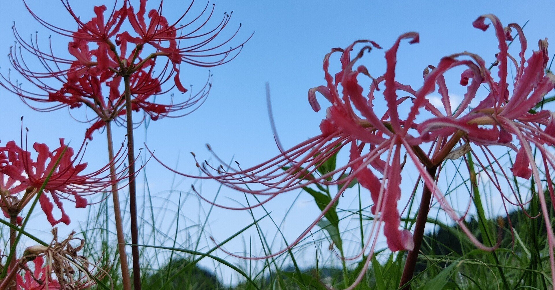 有毒なのに 飢饉の食料にもなった彼岸花 食用厳禁 修家大雄 レストラン ラ フェ Note