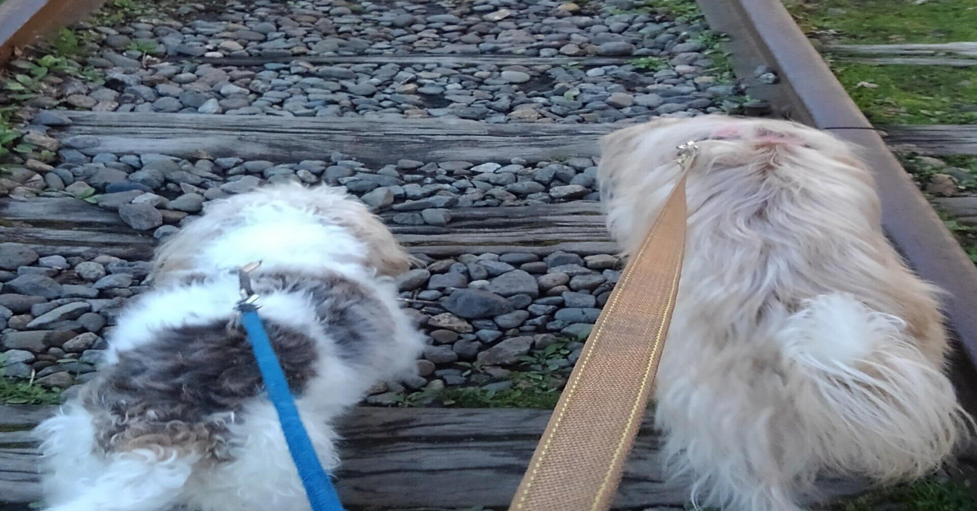 大阪から北海道まで犬を運ぶ 犬連れ北海道移住者 Note 大阪から北海道まで犬を運ぶ 犬連れ北海道移住者 Note