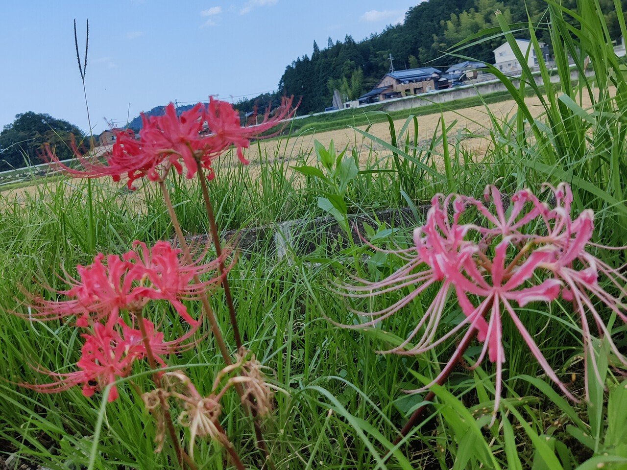 有毒なのに 飢饉の食料にもなった彼岸花 食用厳禁 修家大雄 レストラン ラ フェ Note