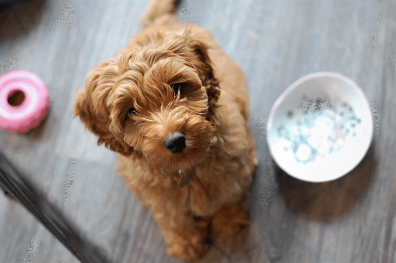 犬 かわいい