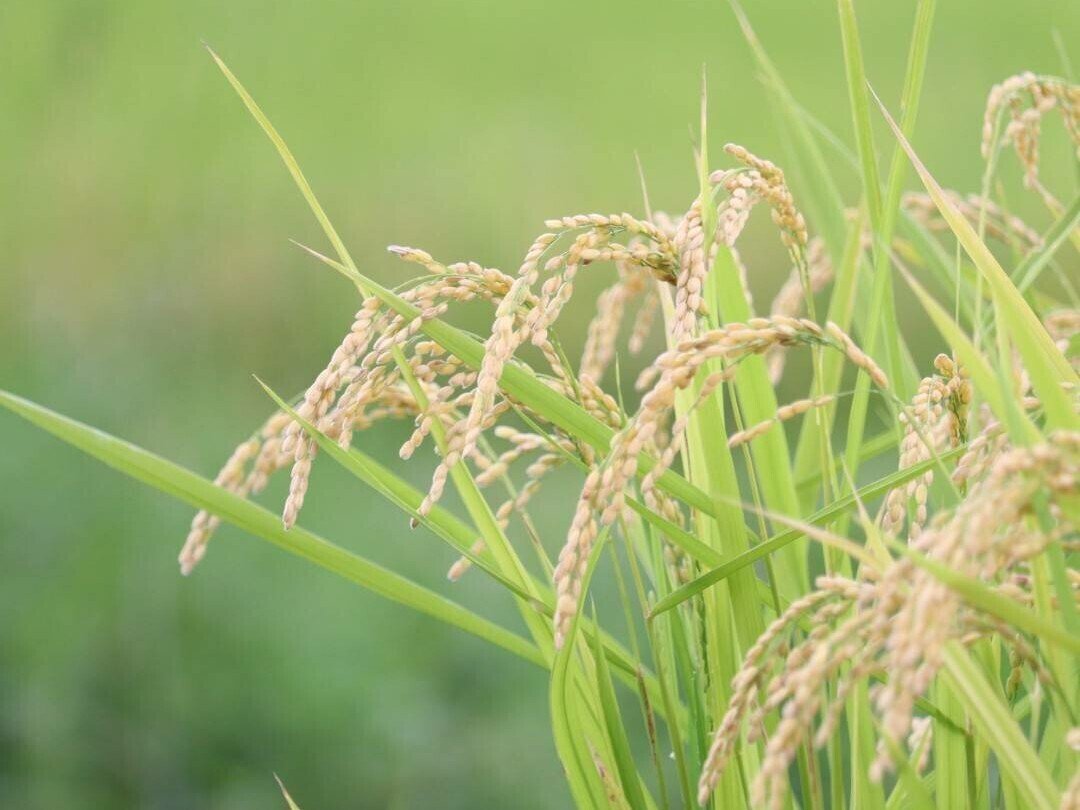 有毒なのに 飢饉の食料にもなった彼岸花 食用厳禁 修家大雄 レストラン ラ フェ Note 有毒なのに 飢饉の食料にもなった彼岸花 食用厳禁 修家大雄 レストラン ラ フェ Note