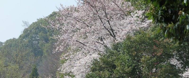 奥の桜