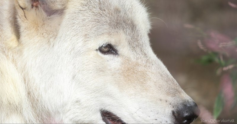 シンリンオオカミ の新着タグ記事一覧 Note つくる つながる とどける