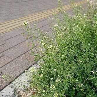 こういう赤い実が好きで 見つけると嬉しくなる 花屋さん行ってもついつい買っちゃう 近所の花屋さん は凄く安いから助かる 青山フラワーマーケットとか素敵だけど凄い高いもん でも 花にどの花が良くてどの花が悪 春の七草 Note こういう赤い実が好きで 見つけると嬉しくなる 花屋さん行ってもついつい買っちゃう 近所の花屋さん は凄く安いから助かる 青山フラワーマーケットとか素敵だけど凄い高いもん でも 花にどの花が良くてどの花が悪 春の七草 Note