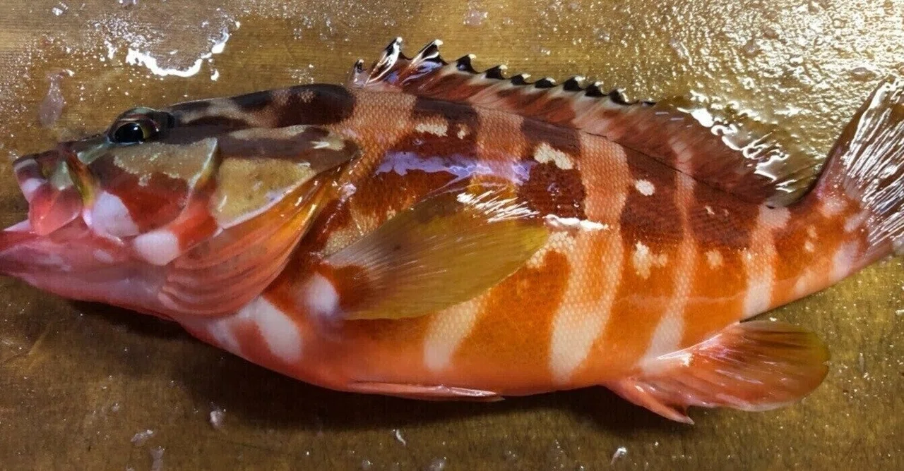 君の名は? お魚図鑑 アカハタ|shinmr