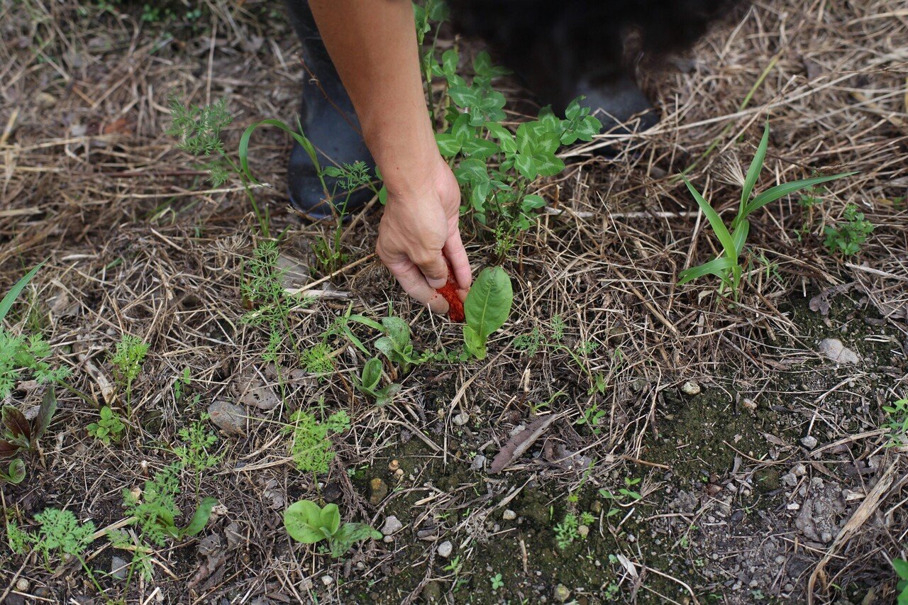 激辛モグラ対策 小さな森のような畑観察日記21 09 01 三浦 編集長 Note 激辛モグラ対策 小さな森のような畑観察日記21 09 01 三浦 編集長 Note