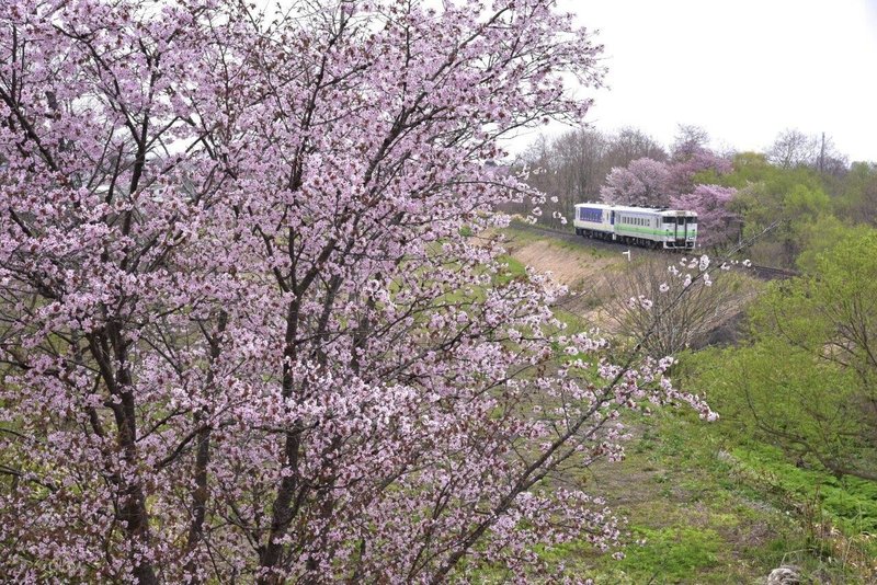 季節賞春　22 桜とローカル列車