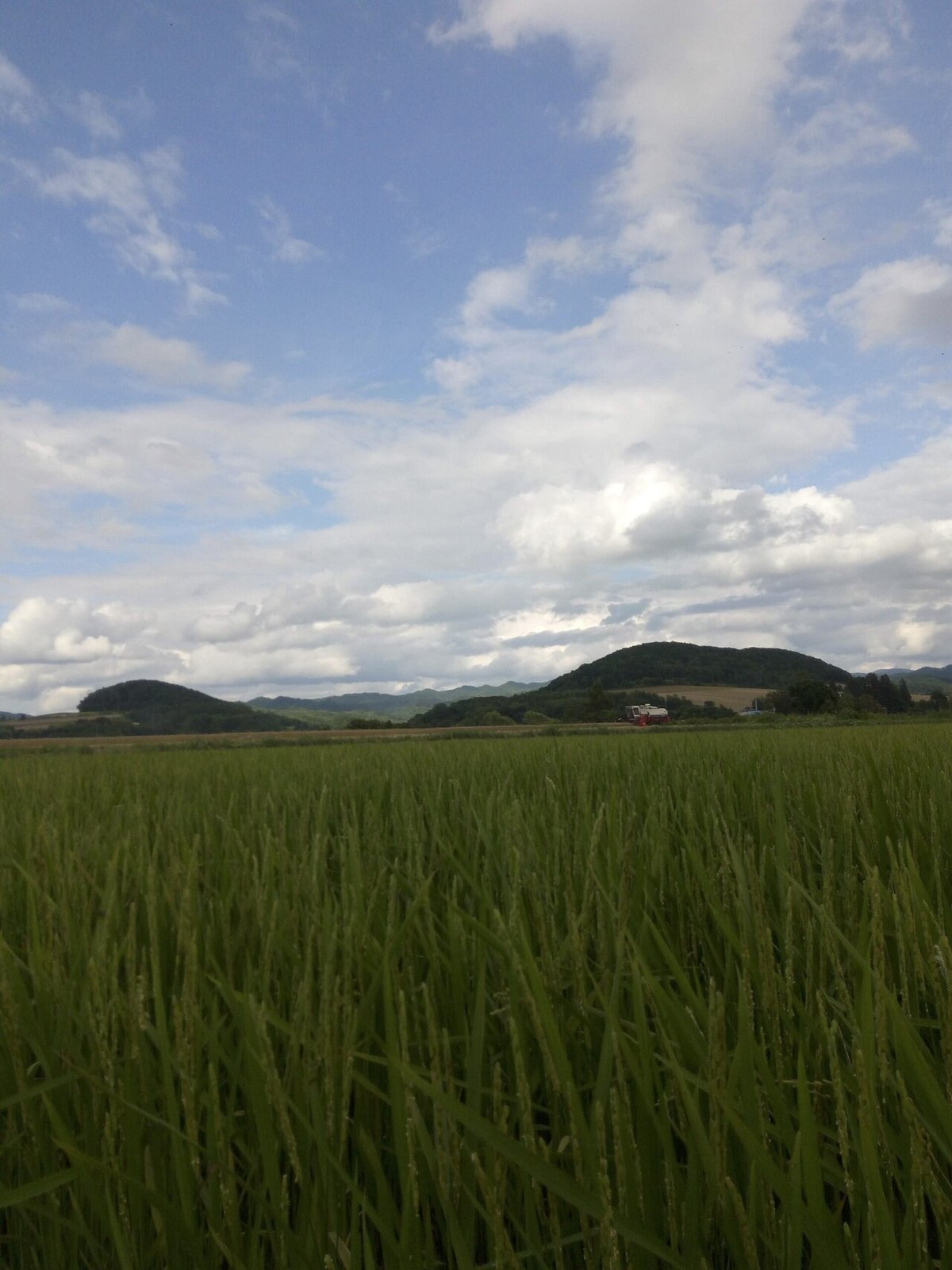 こども賞　60 稲と麦