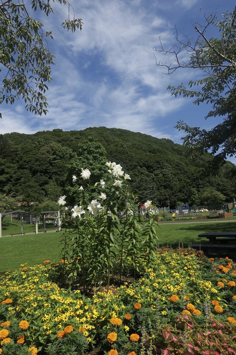 特別賞 62 栗山公園の夏
