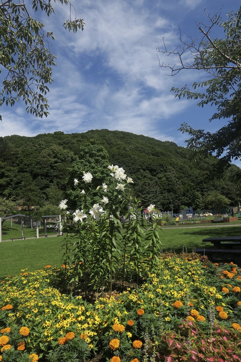 特別賞　62 栗山公園の夏