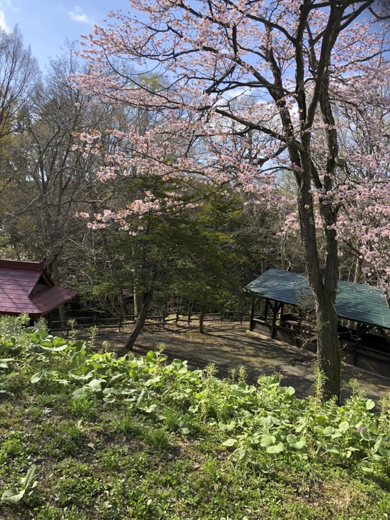 特別賞　17 不動の桜