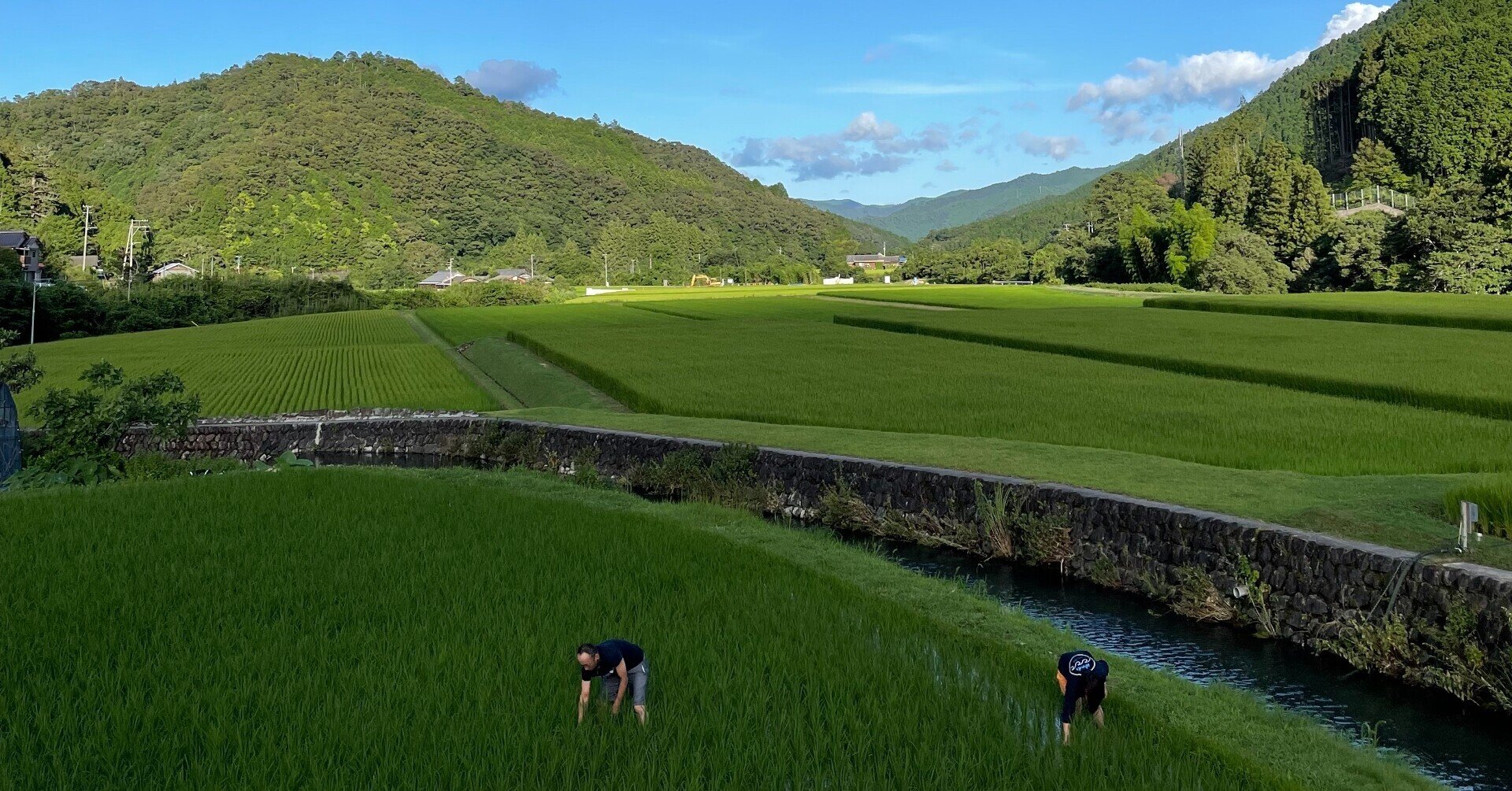 田んぼ 南さつま市金峰町の水田風景を楽しんできました
