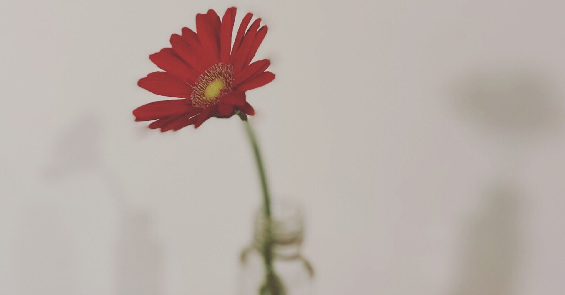 赤いガーベラ まなみん Note 赤いガーベラ まなみん Note