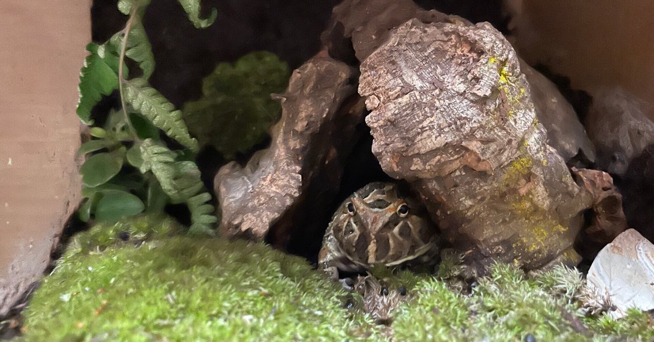 自分のツノガエルのテラリウム飼育が失敗した理由 Sou Note