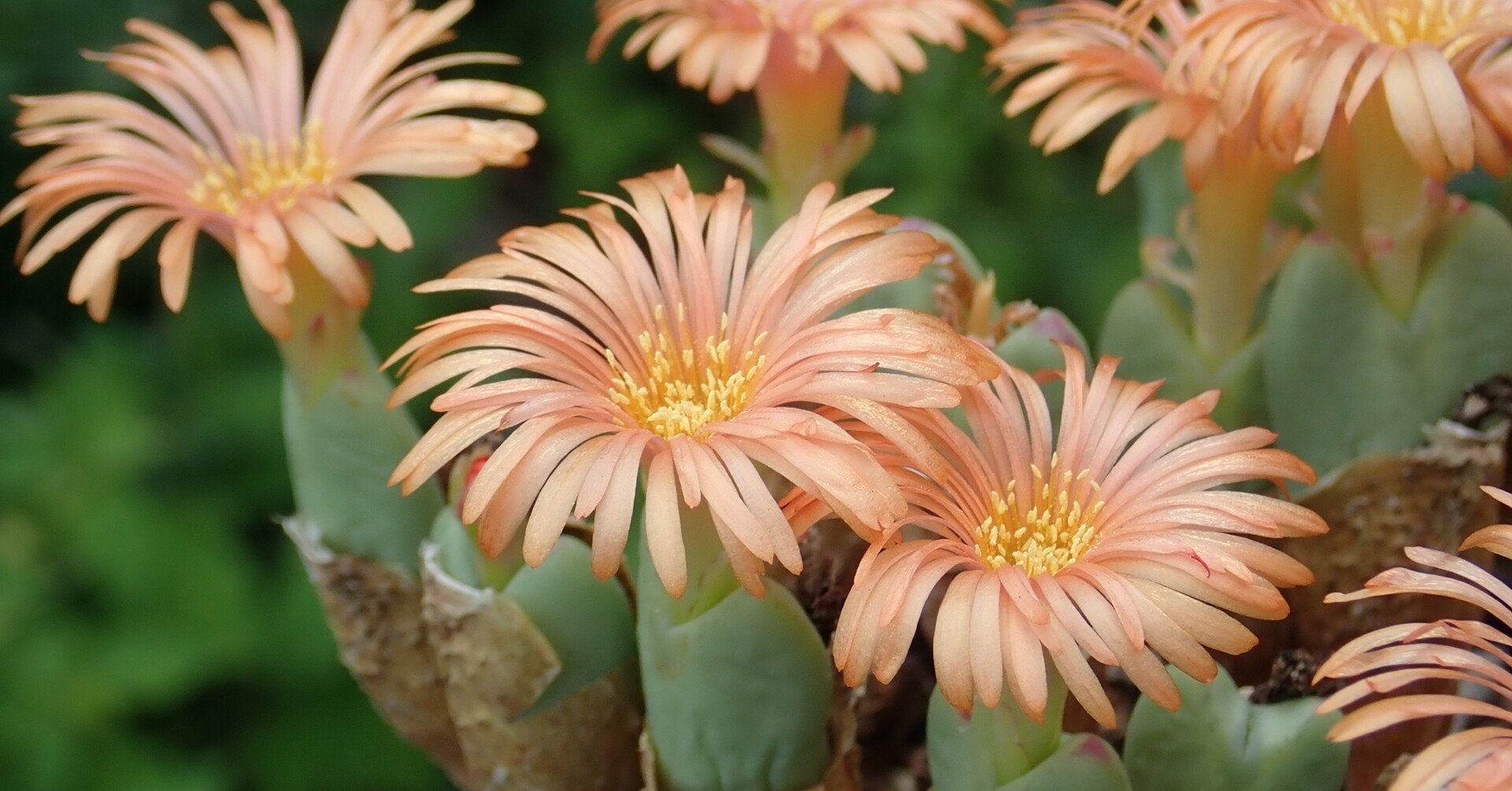 レア❗️ コノフィツムConophytum bachelorum 3頭親株 レア❗️ コノフィツムConophytum bachelorum 3頭親株 - メルカリ