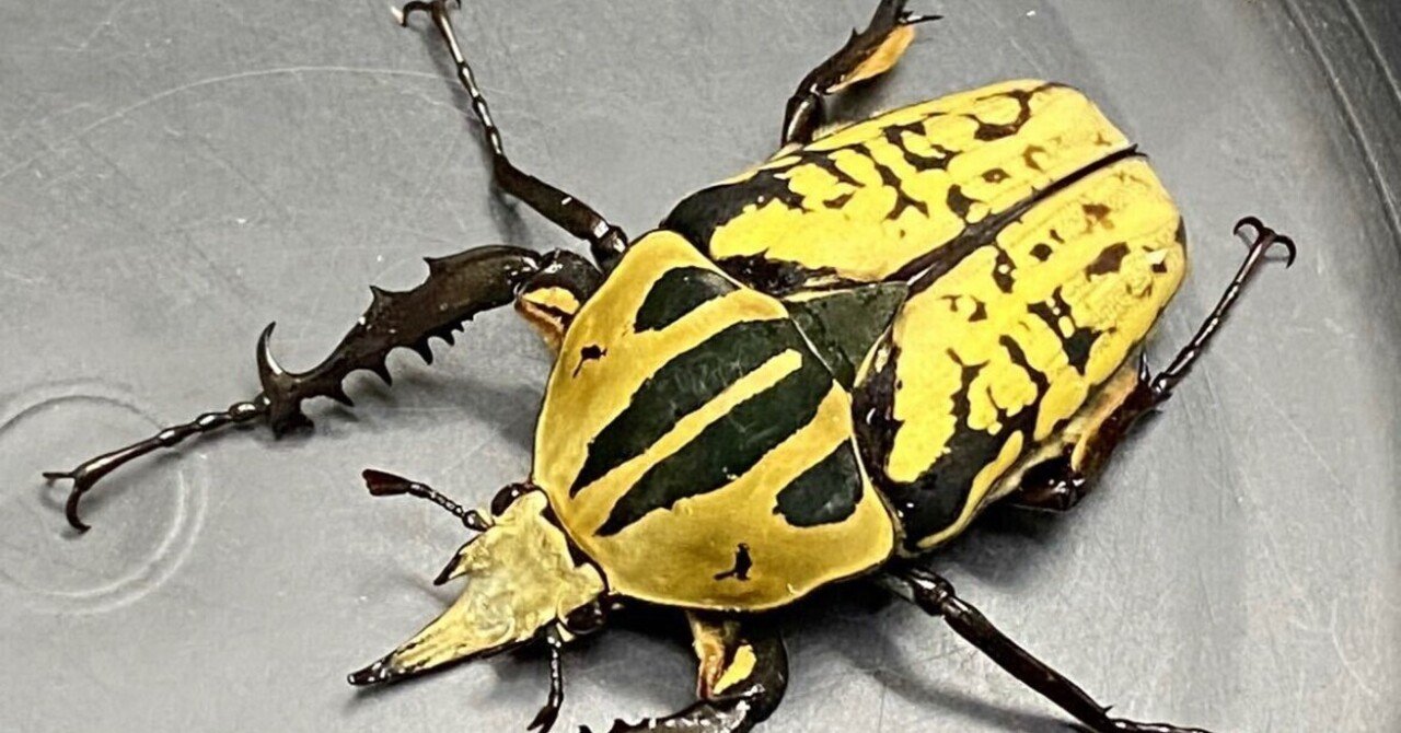 オーベルチュールオオツノカナブンの飼育｜Noriaki Kawanishi