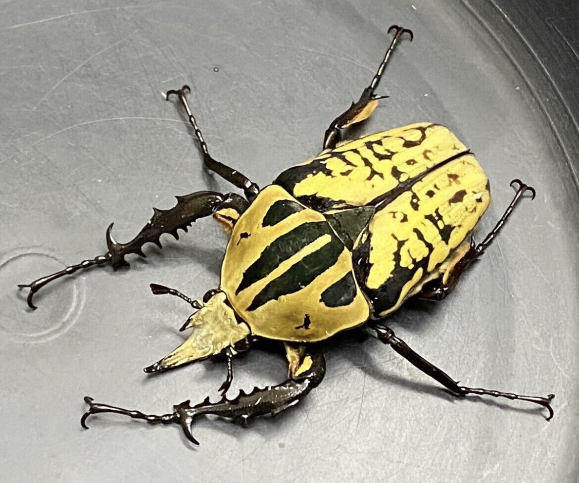 オーベルチュールオオツノカナブンの飼育｜Noriaki Kawanishi