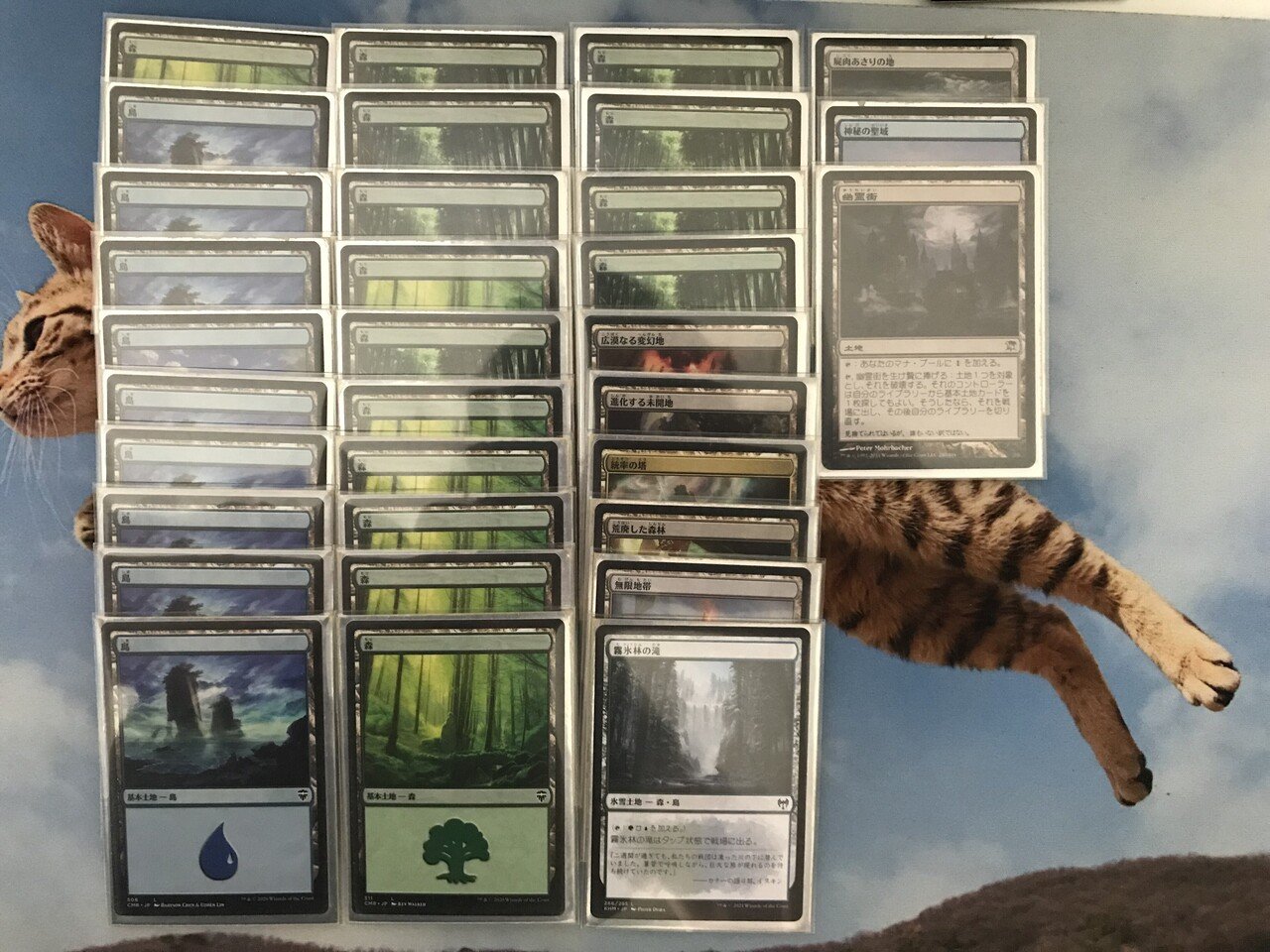 格安EDH】1万円EDH その1「 円渦の暴君、アシー/Aesi, Tyrant of