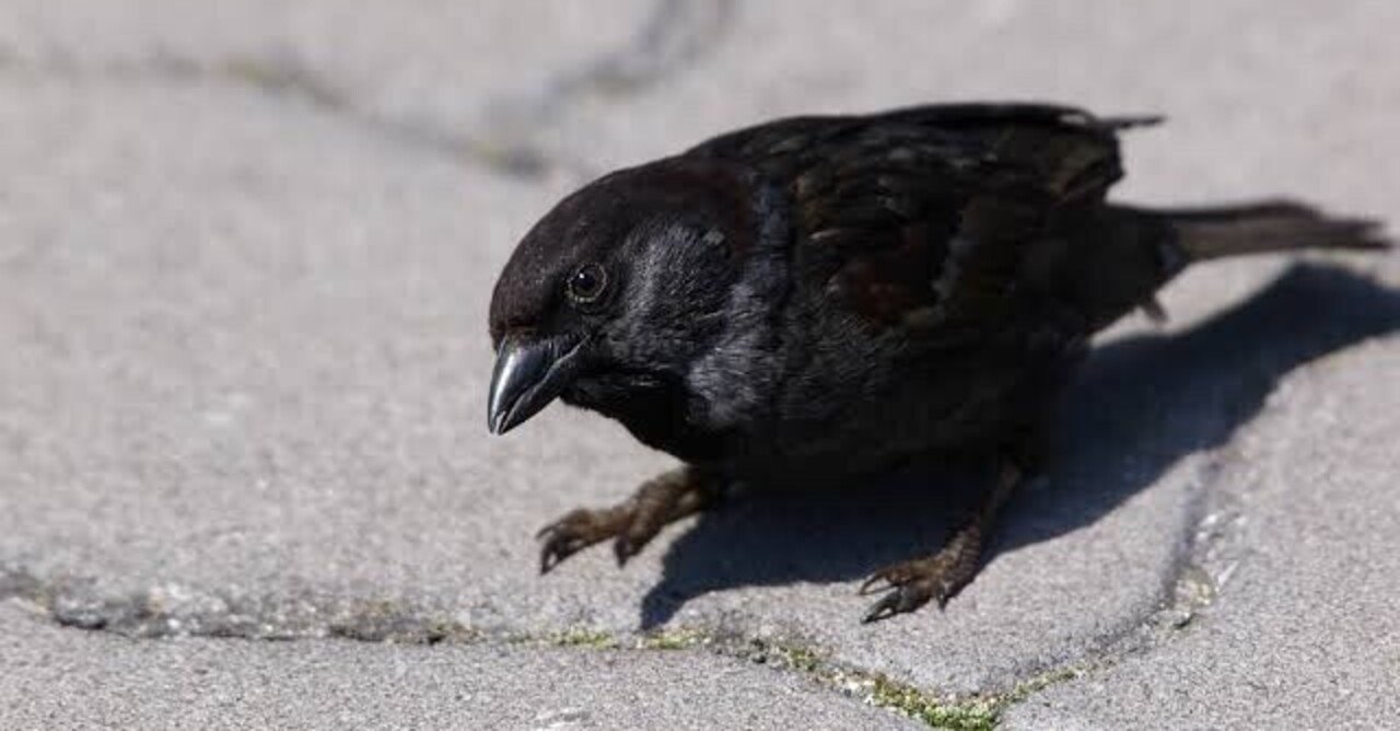 第1737回 黒いスズメ｜翆野 大地