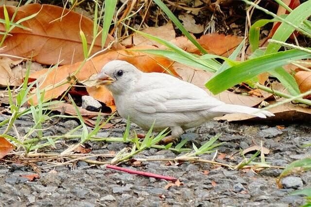 第1737回 黒いスズメ｜翆野 大地