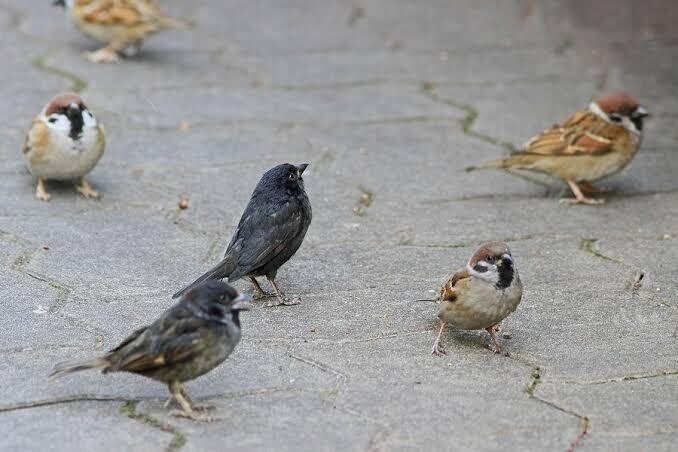 第1737回 黒いスズメ｜翆野 大地