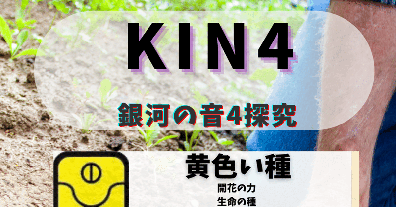 KIN4黄色い種