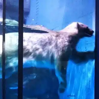 みつい