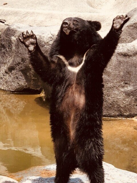 大阪・京都】くまさん現る｜田中 勇作（気象予報士）