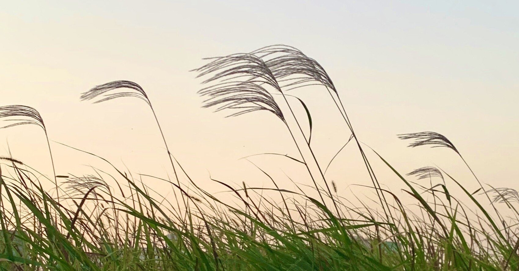 秋の風 古典文学に見る季語の源流 第九回 吉田裕子 ヨシダユウコ Note