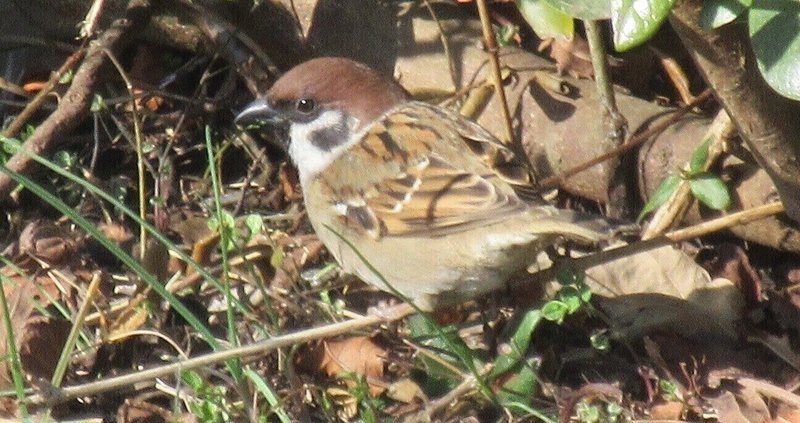 雀の鳴き声 Ikuko T するすみ Note