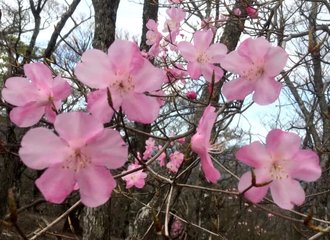 ハマダイコンの花 の新着タグ記事一覧 Note つくる つながる とどける
